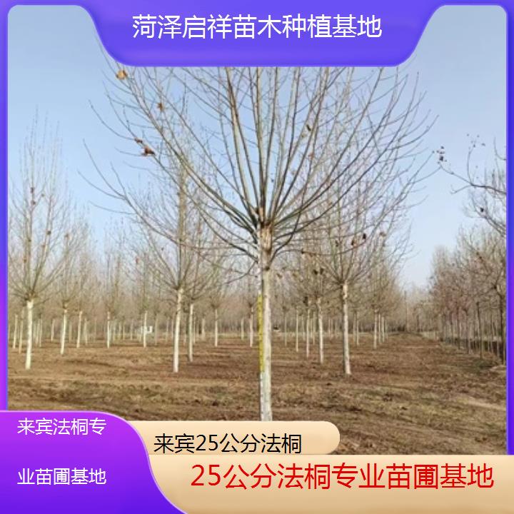 来宾25公分法桐专业苗圃基地-2025价格一览表