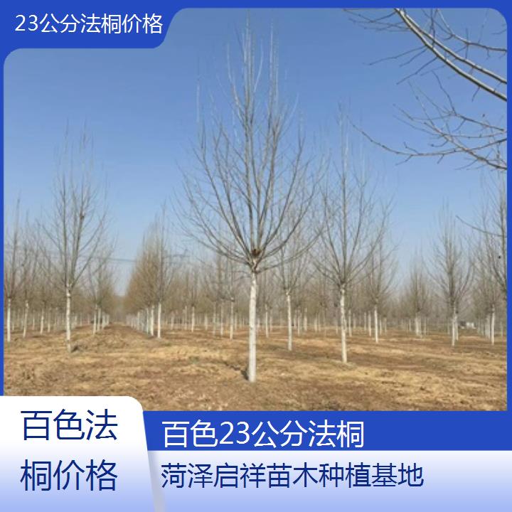 百色23公分法桐价格-2025价格一览表