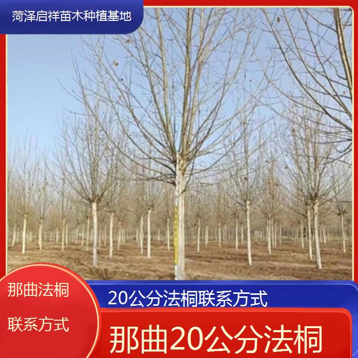 那曲20公分法桐联系方式-2025价格一览表