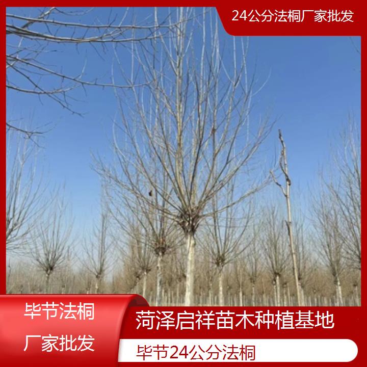 毕节24公分法桐厂家批发-2025价格一览表