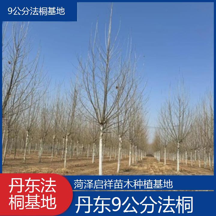 丹东9公分法桐基地-2025价格一览表