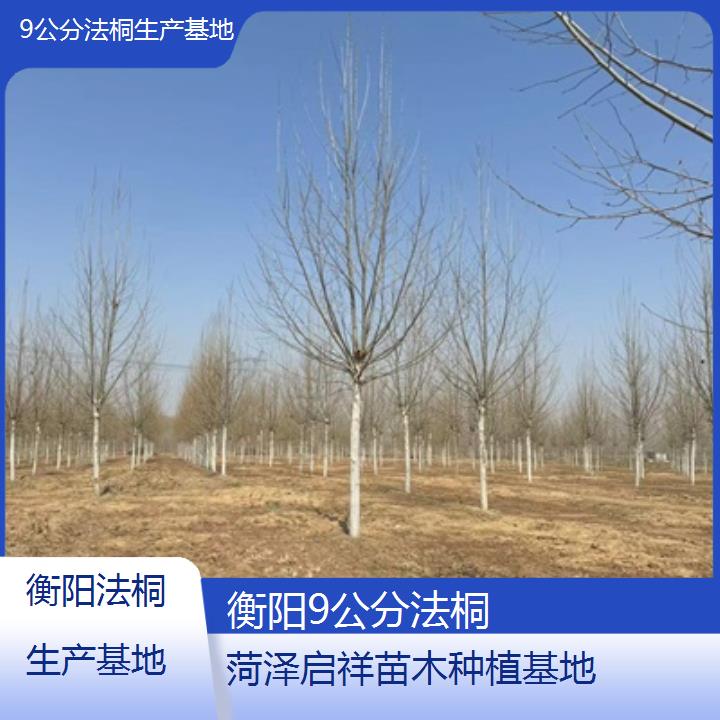 衡阳9公分法桐生产基地-2025价格一览表