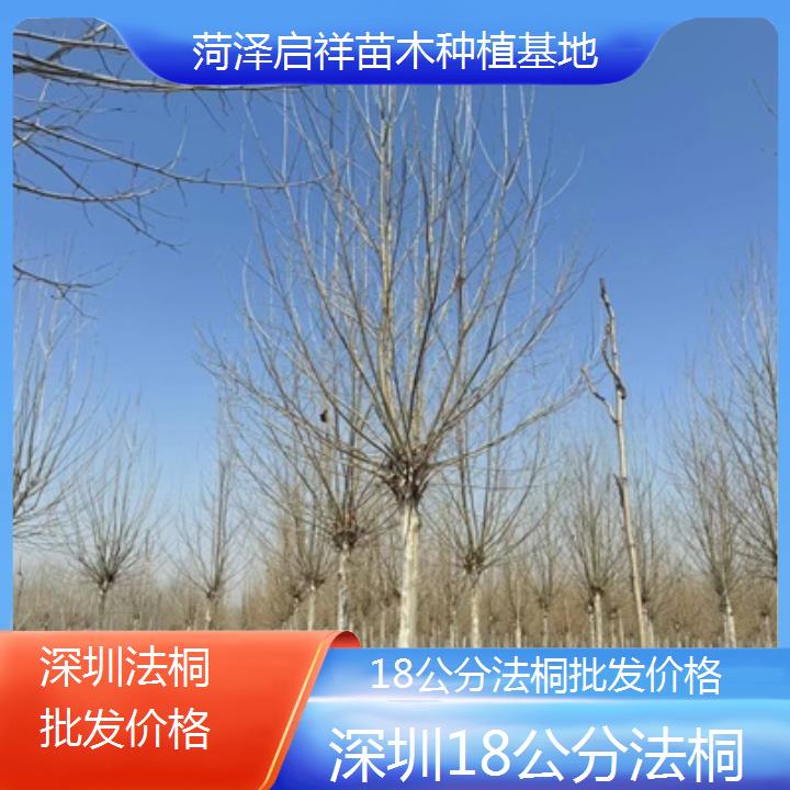 深圳18公分法桐批发价格-2025价格一览表