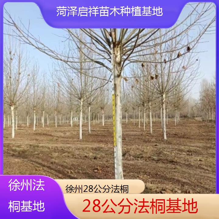 徐州28公分法桐基地-2025价格一览表