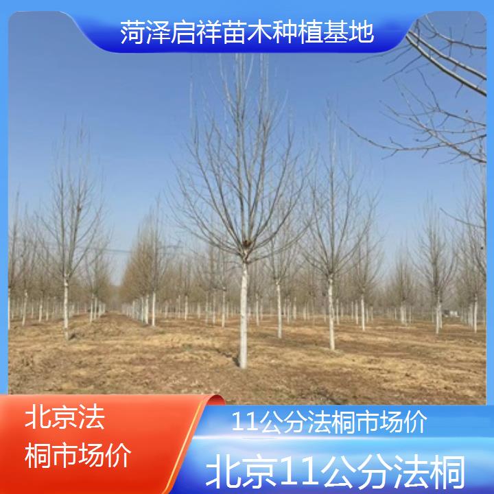 北京11公分法桐市场价-2025价格一览表