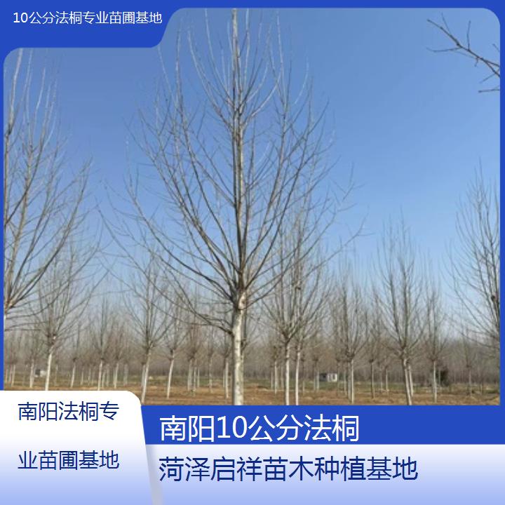 南阳10公分法桐专业苗圃基地-2025价格一览表