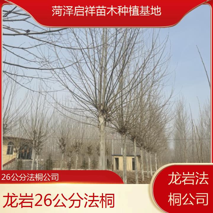 龙岩26公分法桐公司-2025价格一览表