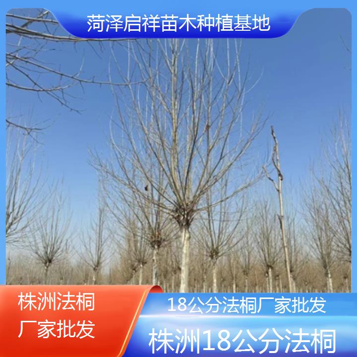 株洲18公分法桐厂家批发-2025价格一览表