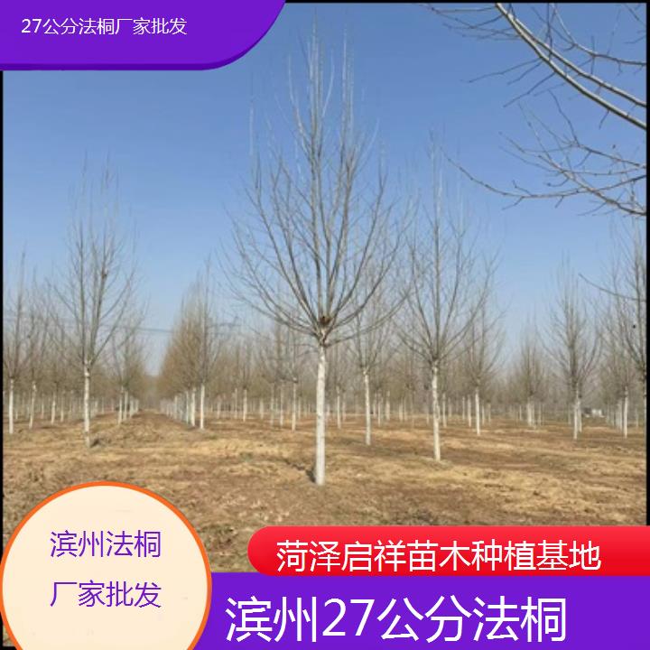 滨州27公分法桐厂家批发-2025价格一览表