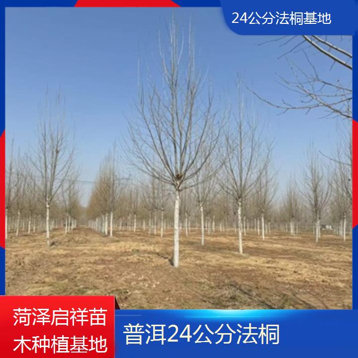 普洱24公分法桐基地-2025价格一览表