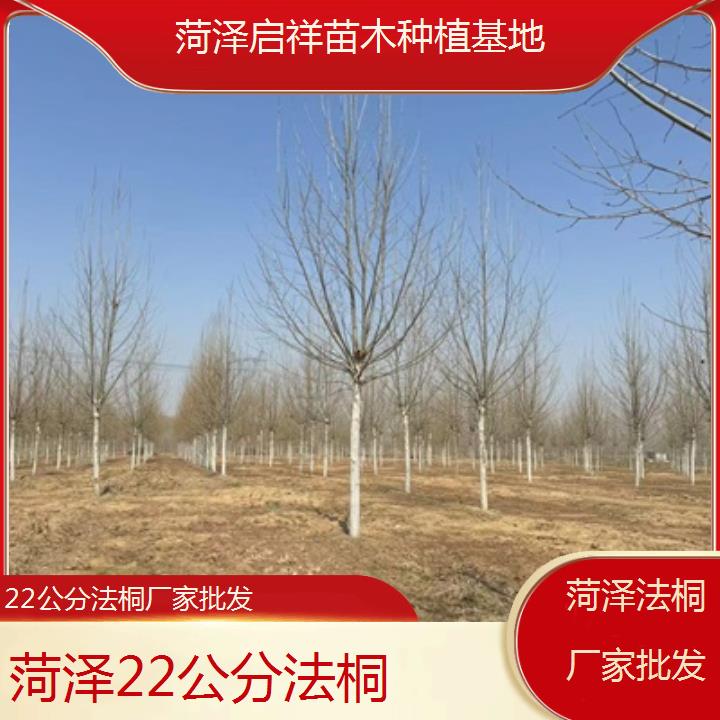 菏泽22公分法桐厂家批发-2025价格一览表