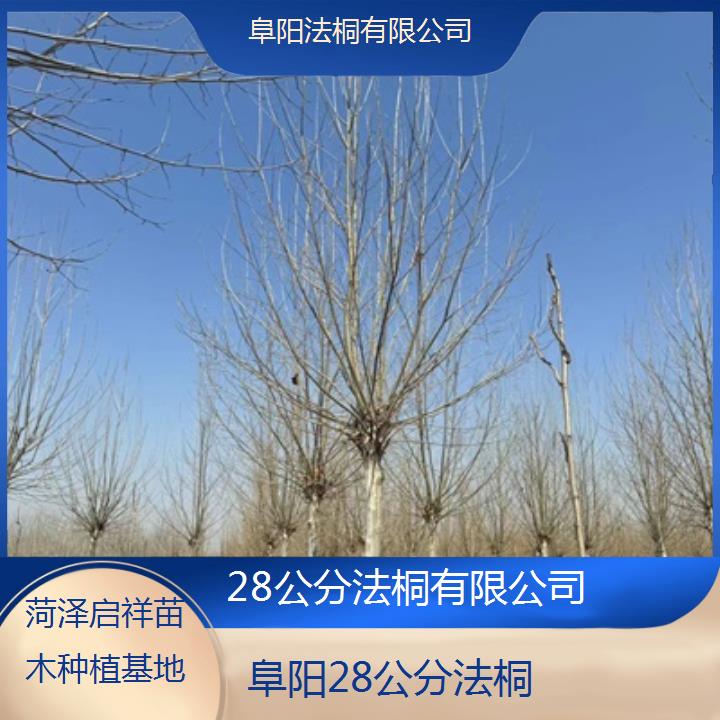 阜阳28公分法桐有限公司-2025价格一览表