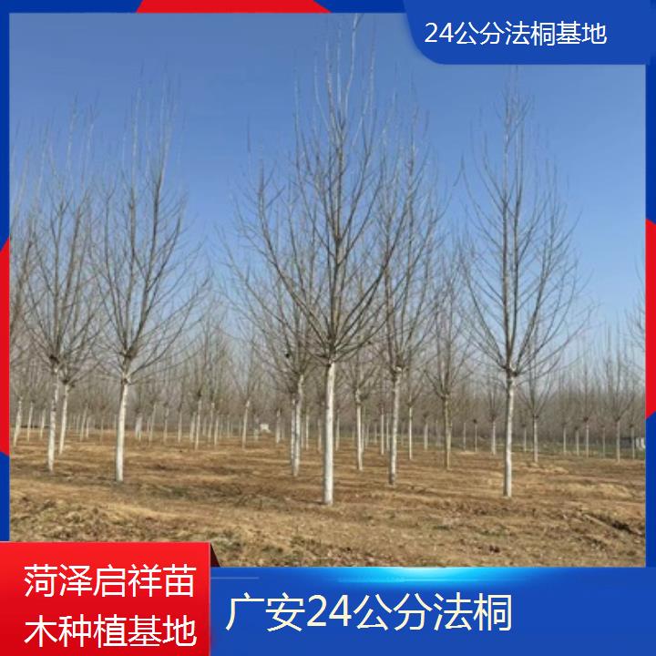 广安24公分法桐基地-2025价格一览表