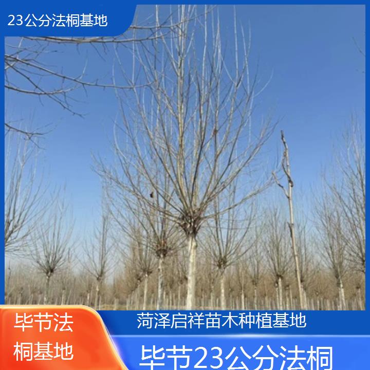 毕节23公分法桐基地-2025价格一览表