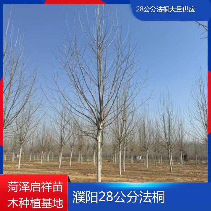 濮阳28公分法桐大量供应-2025价格一览表