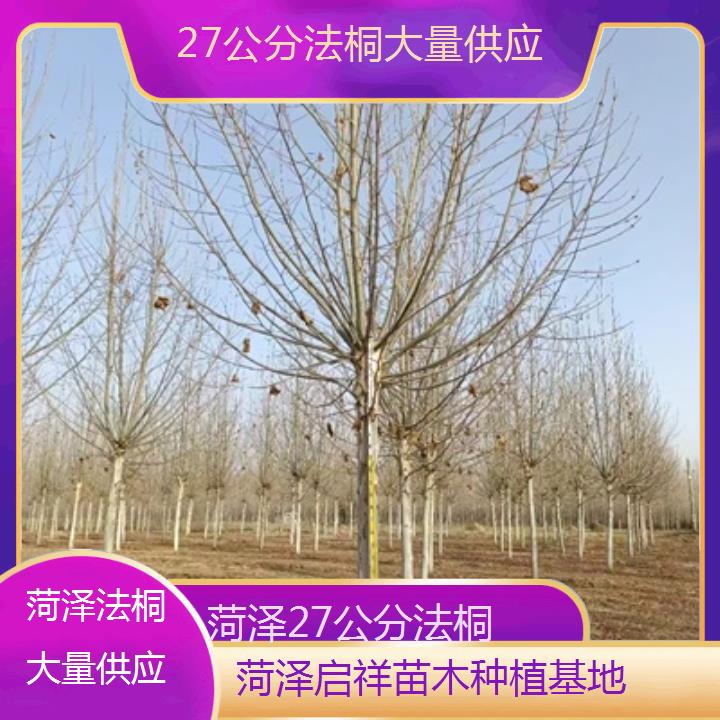 菏泽27公分法桐大量供应-2025价格一览表