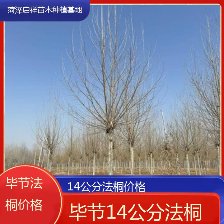 毕节14公分法桐价格-2025价格一览表