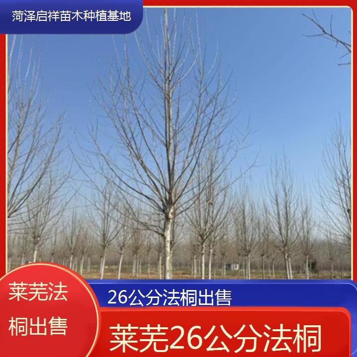 莱芜26公分法桐出售-2025价格一览表