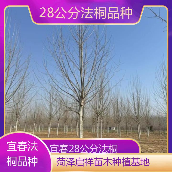 宜春28公分法桐品种-2025价格一览表