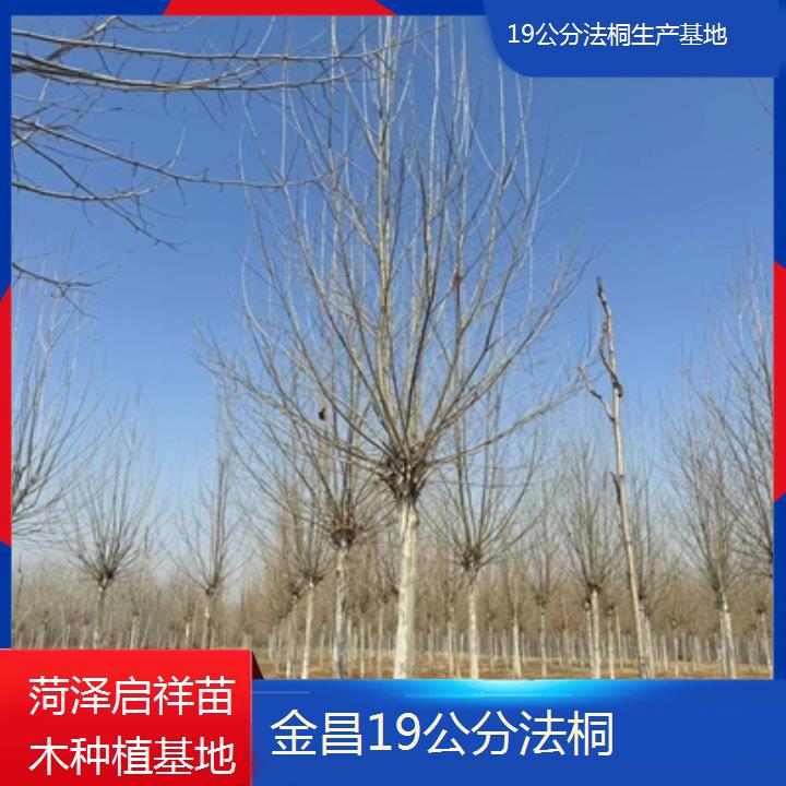 金昌19公分法桐生产基地-2025价格一览表