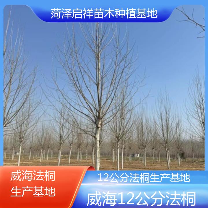 威海12公分法桐生产基地-2025价格一览表