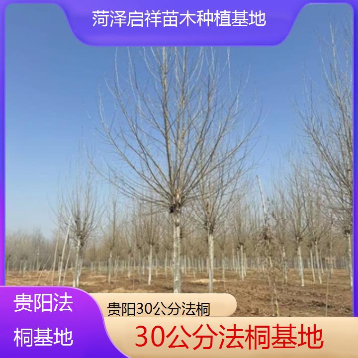 贵阳30公分法桐基地-2025价格一览表