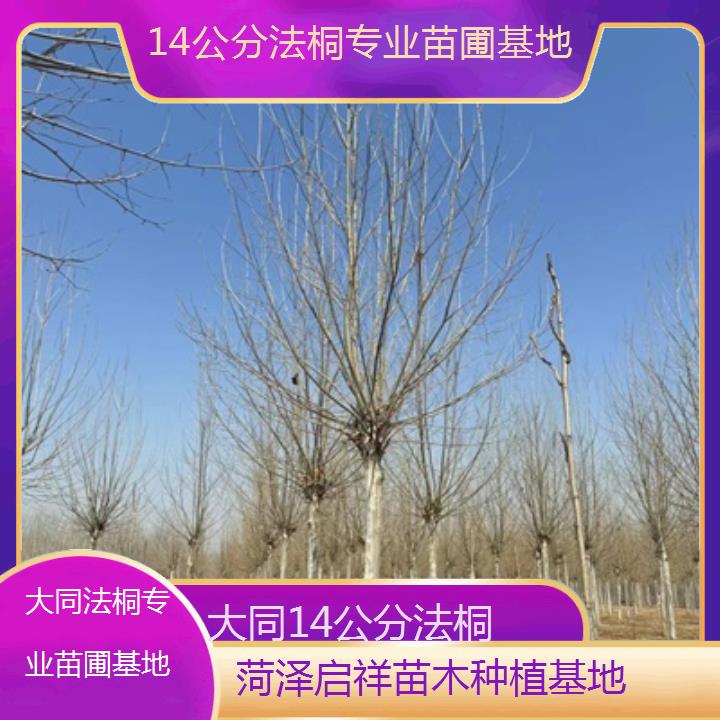 大同14公分法桐专业苗圃基地-2025价格一览表