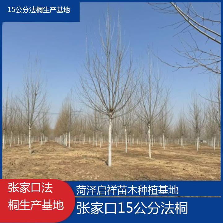 张家口15公分法桐生产基地-2025价格一览表