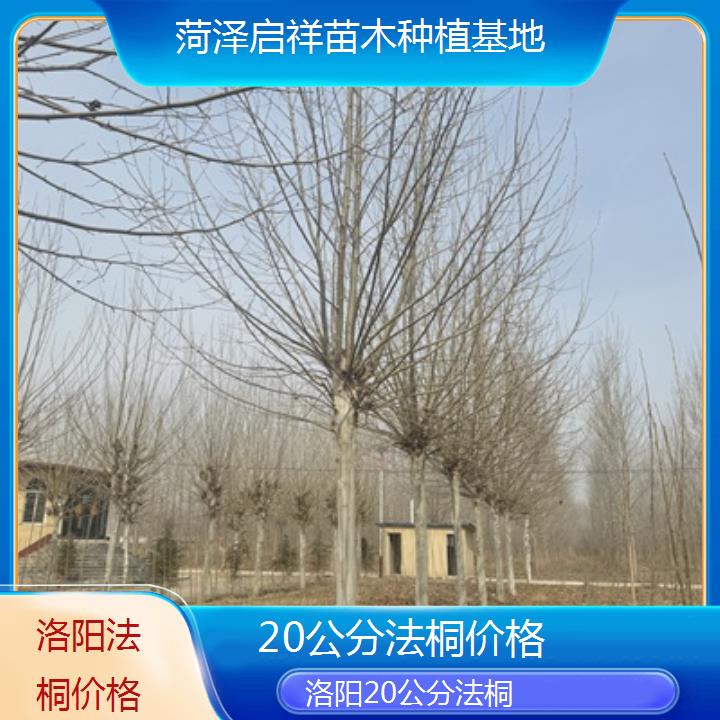 洛阳20公分法桐价格-2025价格一览表