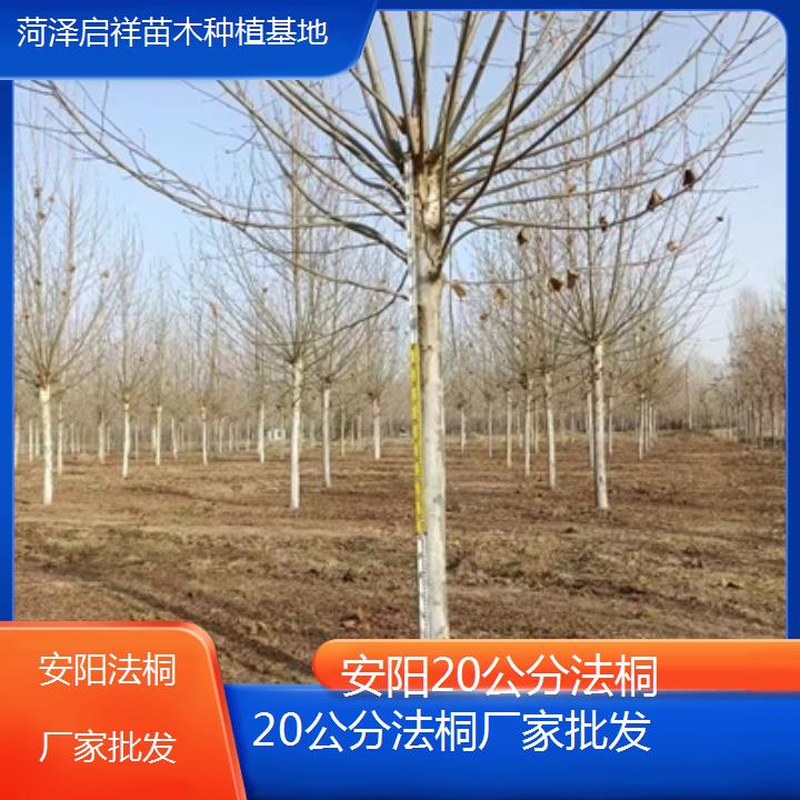 安阳20公分法桐厂家批发-2025价格一览表