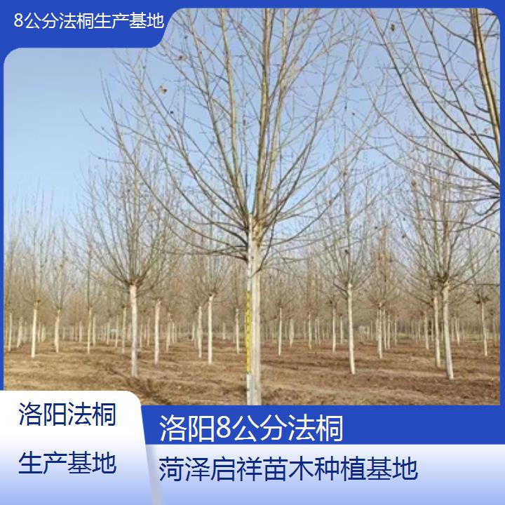 洛阳8公分法桐生产基地-2025价格一览表