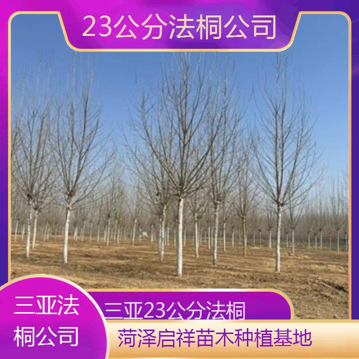 三亚23公分法桐公司-2025价格一览表