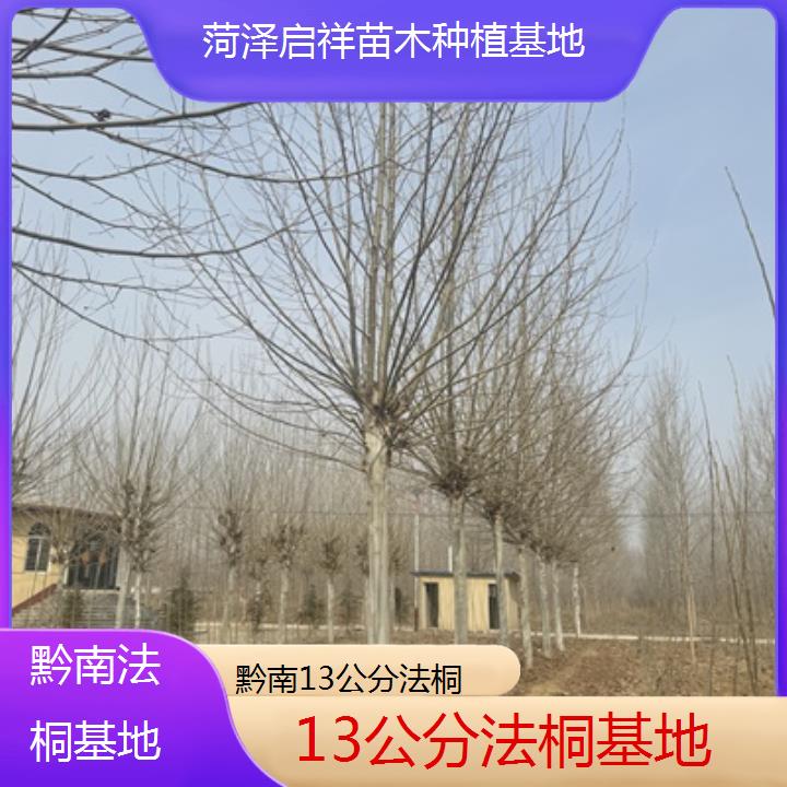 黔南13公分法桐基地-2025价格一览表