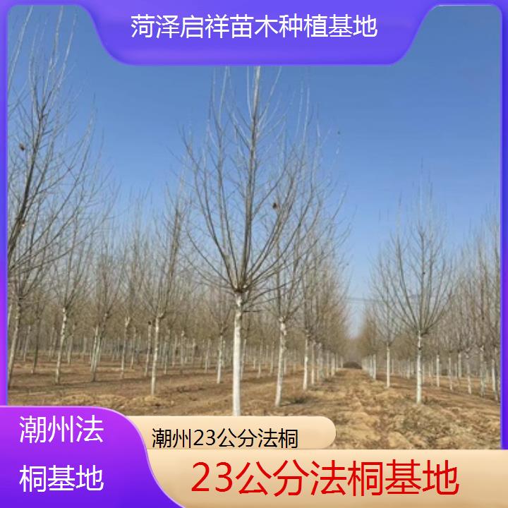 潮州23公分法桐基地-2025价格一览表