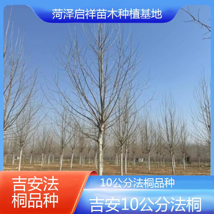 吉安10公分法桐品种-2025价格一览表