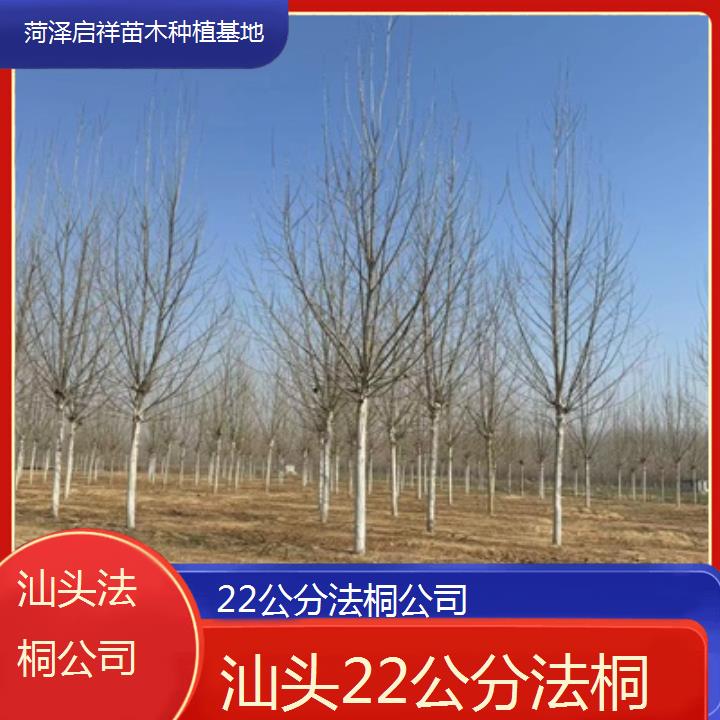 汕头22公分法桐公司-2025价格一览表