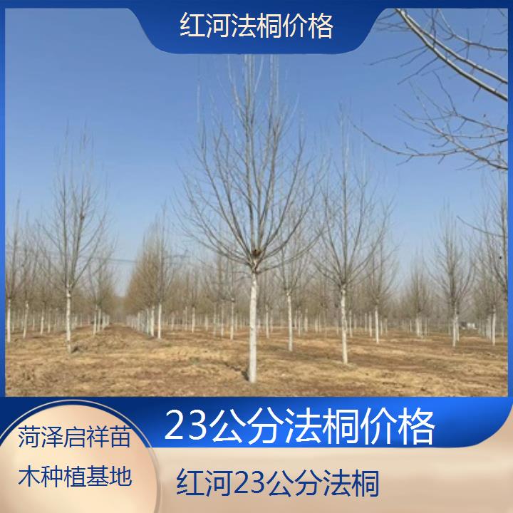 红河23公分法桐价格-2025价格一览表