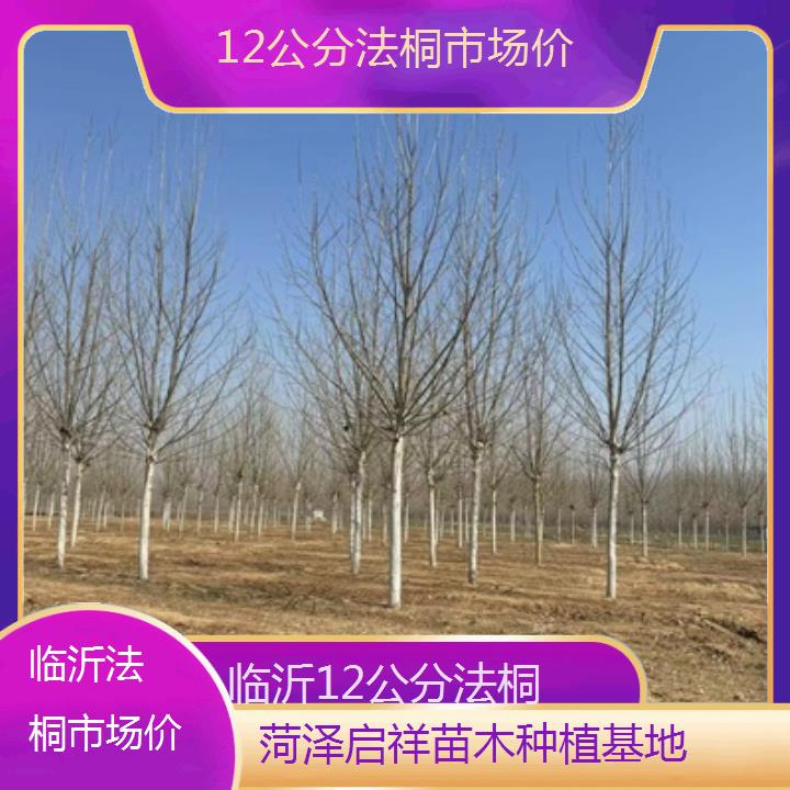 临沂12公分法桐市场价-2025价格一览表