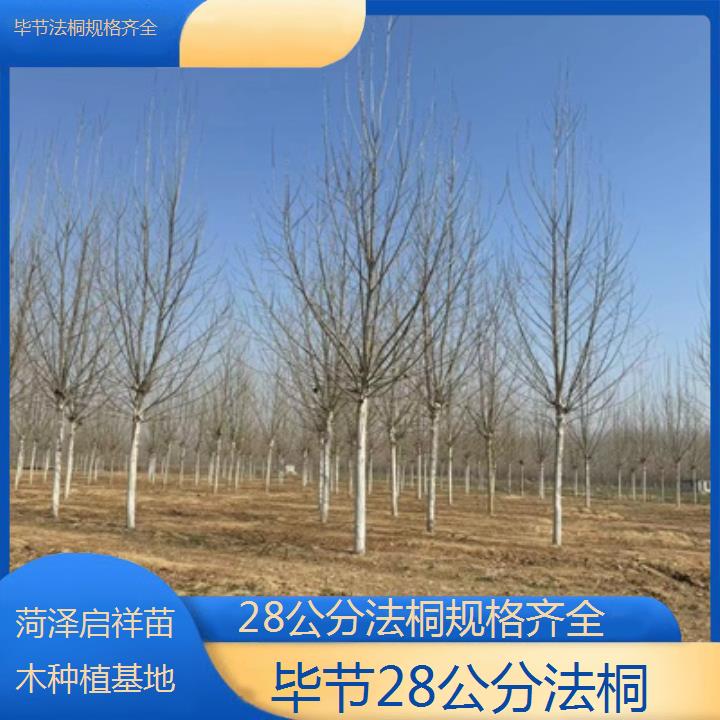 毕节28公分法桐规格齐全-2025价格一览表