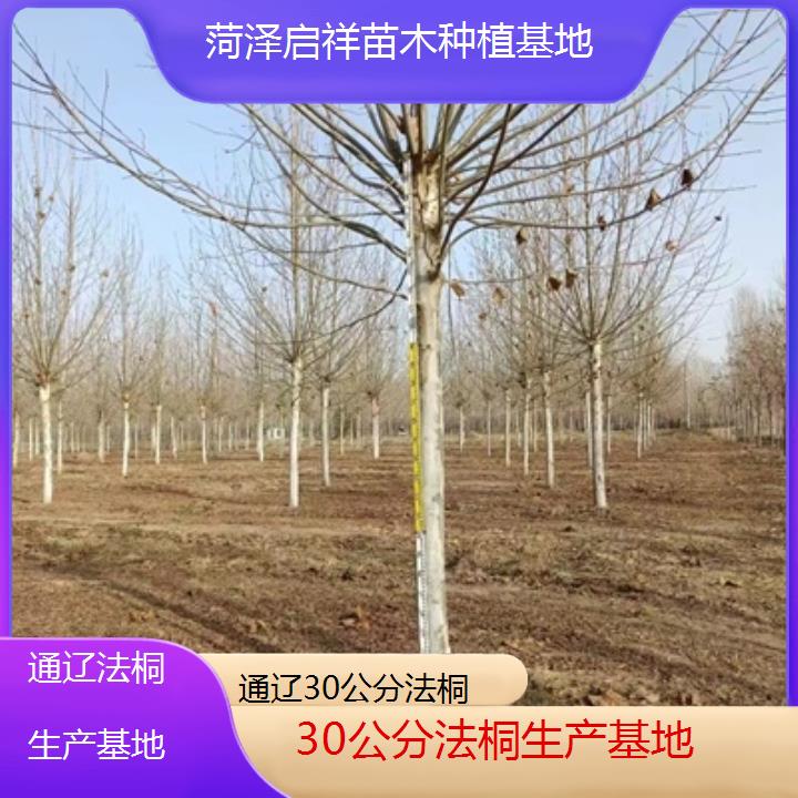 通辽30公分法桐生产基地-2025价格一览表