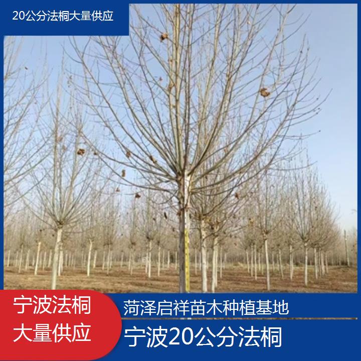 宁波20公分法桐大量供应-2025价格一览表