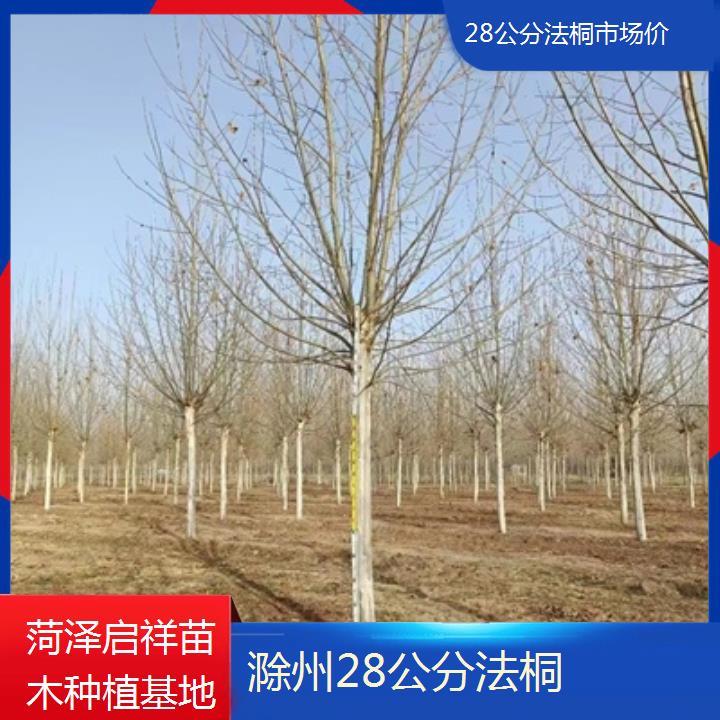 滁州28公分法桐市场价-2025价格一览表