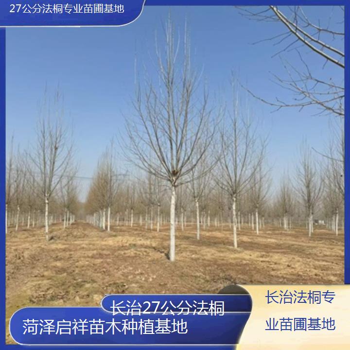 长治27公分法桐专业苗圃基地-2025价格一览表