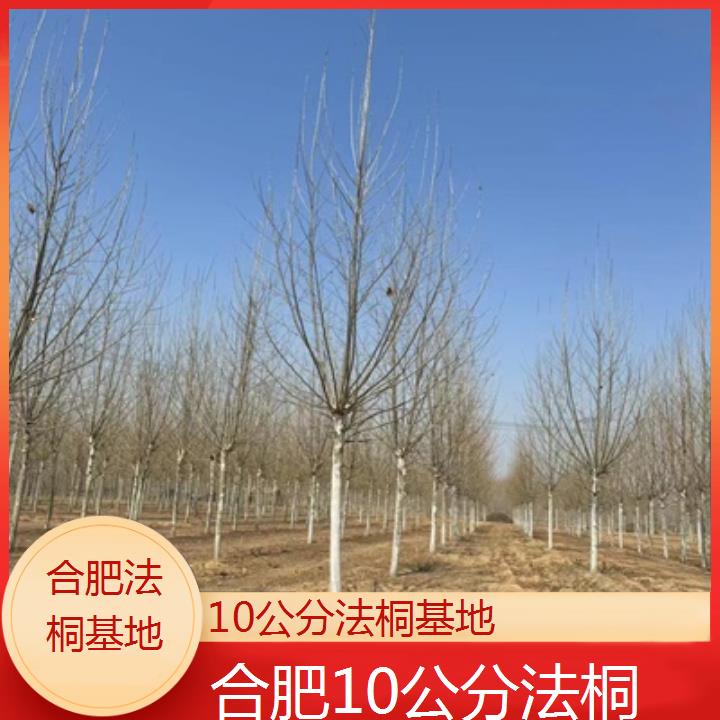 合肥10公分法桐基地-2025价格一览表