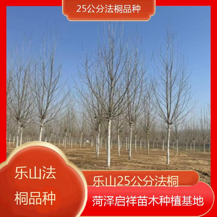 乐山25公分法桐品种-2025价格一览表