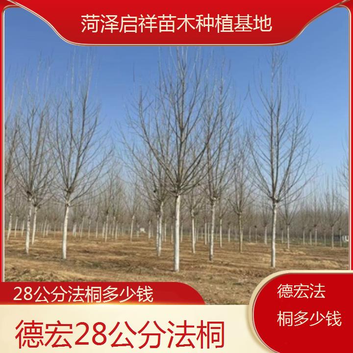 德宏28公分法桐多少钱-2025价格一览表