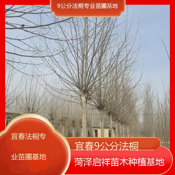 宜春9公分法桐专业苗圃基地-2025价格一览表