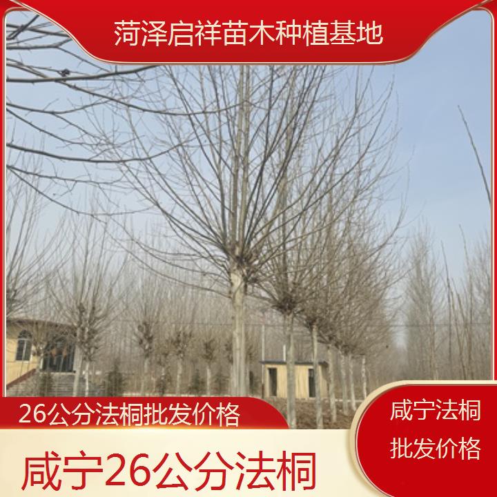 咸宁26公分法桐批发价格-2025价格一览表