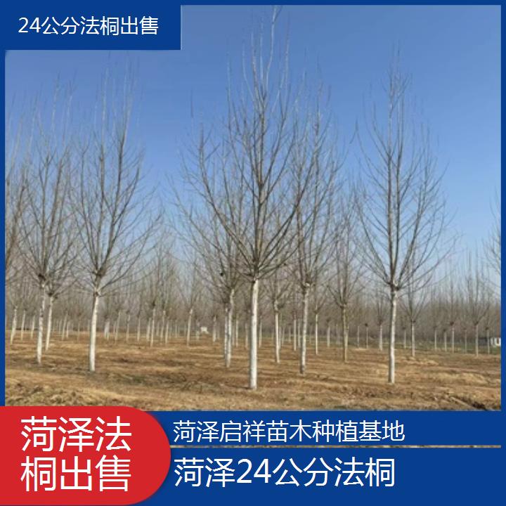 菏泽24公分法桐出售-2025价格一览表