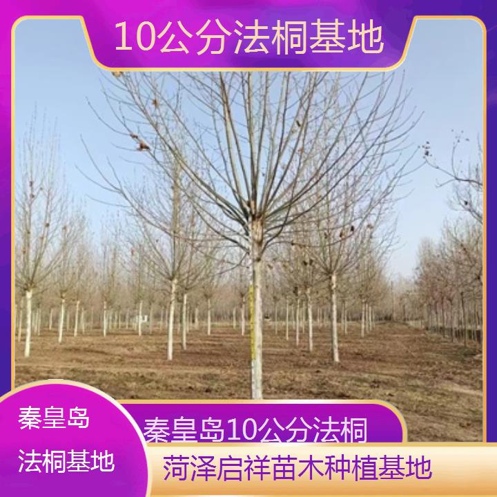 秦皇岛10公分法桐基地-2025价格一览表